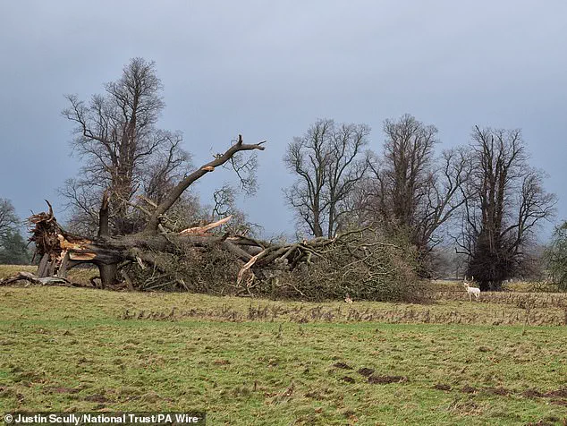 Amy, Bram, and Chandra: Public's Role in Naming Winter Storms Highlights Collaborative Efforts with Over 50,000 Submissions