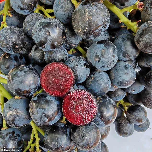 New Hybrid Fruit Boombite Sparks Interest Among Experts and Health Enthusiasts