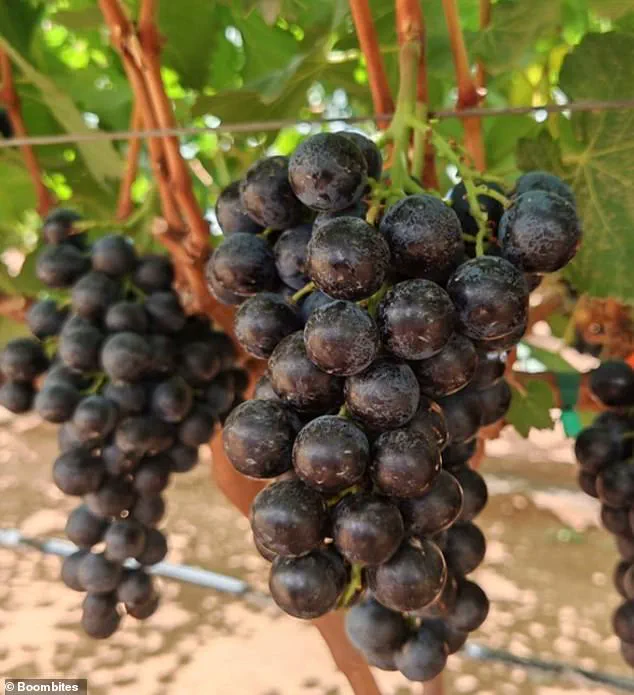 New Hybrid Fruit Boombite Sparks Interest Among Experts and Health Enthusiasts
