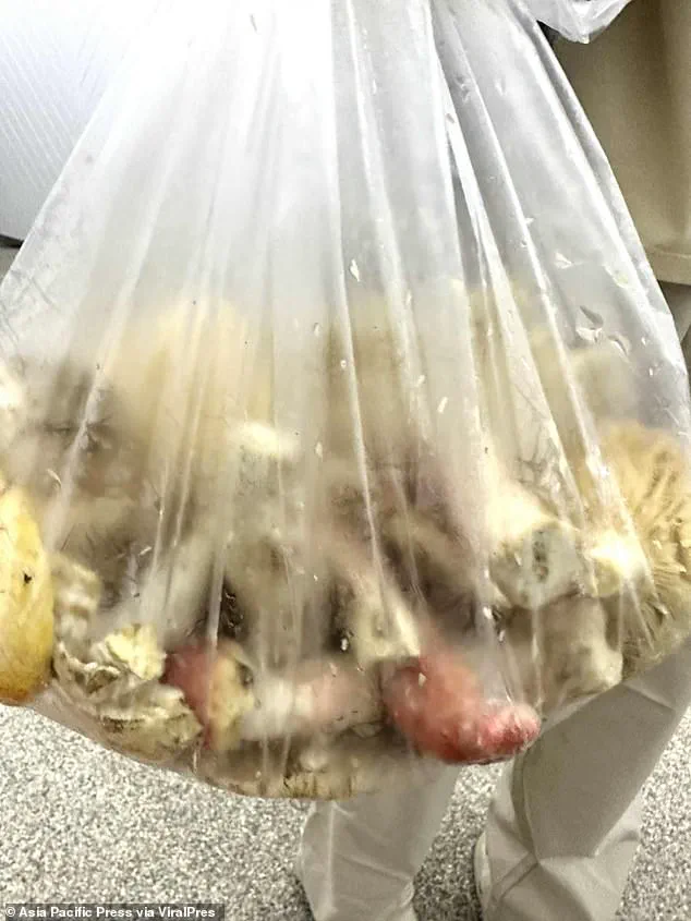 Thai Curry Laced with Deadly Mushrooms Claims Father and Daughter's Lives in Chiang Rai; Authorities Investigate Source of Poison