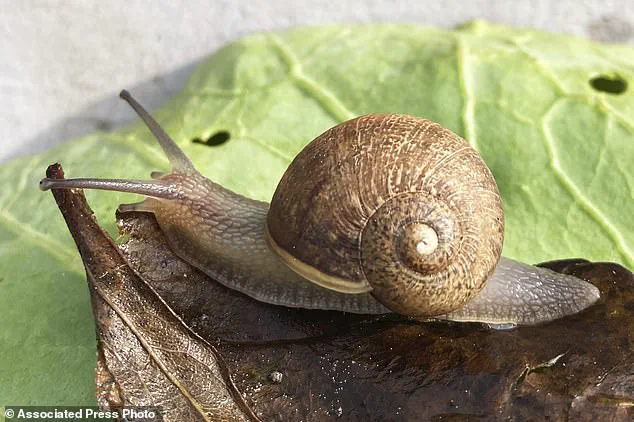 Race Against Time: Scientists Launch International Campaign to Find Rare Mate for Sterile Snail Ned