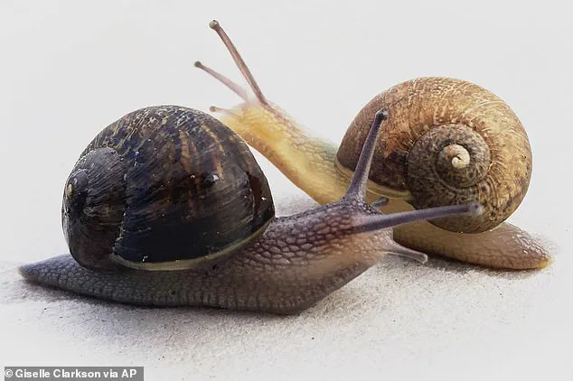Race Against Time: Scientists Launch International Campaign to Find Rare Mate for Sterile Snail Ned