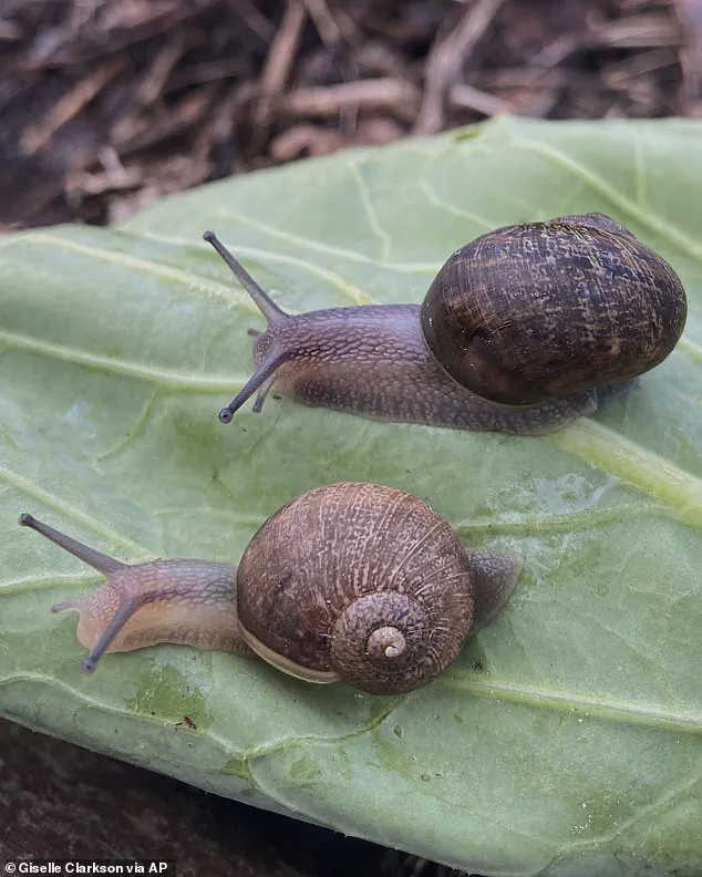 Race Against Time: Scientists Launch International Campaign to Find Rare Mate for Sterile Snail Ned