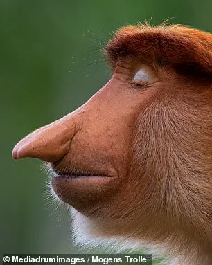 The Proboscis Monkey's Nose: Recent Research Reveals Crucial Role in Survival and Communication