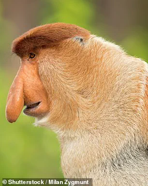 The Proboscis Monkey's Nose: Recent Research Reveals Crucial Role in Survival and Communication