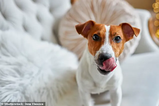 Experts Warn: Dogs' Lip-Licking May Signal Stress, Not Hunger