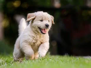 Experts Warn: Dogs' Lip-Licking May Signal Stress, Not Hunger