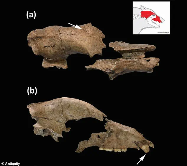 Serbian Fossils Reveal Ancient Roman Amphitheaters Hosted Human-Animal Battles, Supporting Ridley Scott's Gladiatorial Fiction