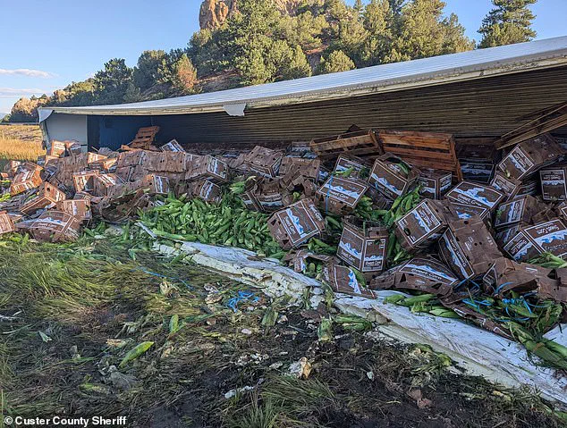 Exclusive: Cops Find Sweet Corn Spill After Colorado Crash