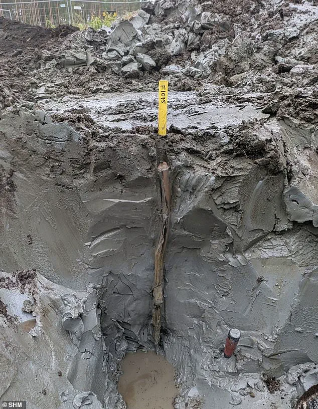 The Oxygen-Free Secret of Bogs: Preserving Organic Remains for Millennia