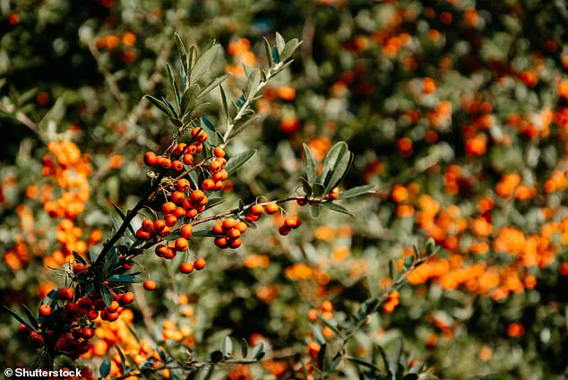 The Oxygen-Free Secret of Bogs: Preserving Organic Remains for Millennia