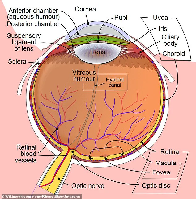 Viral Optical Illusion Sparks Social Media Debate Over Straight vs. Curved Lines