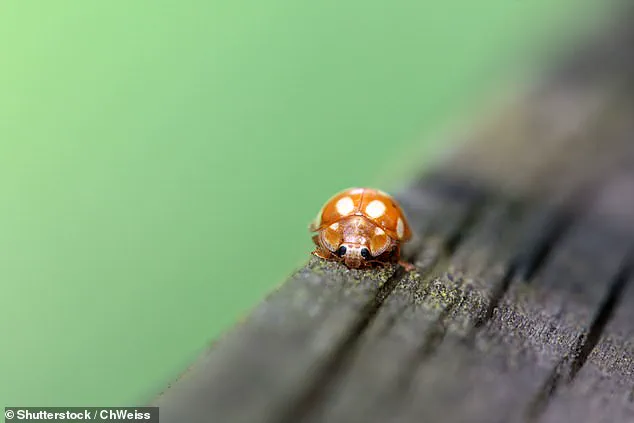 Exclusive: French Ladybirds' First Invasion of the UK Revealed After Centuries
