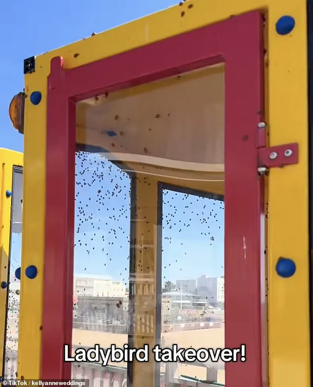 Exclusive: French Ladybirds' First Invasion of the UK Revealed After Centuries