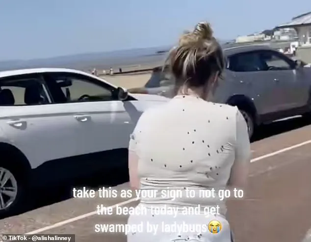 Exclusive: French Ladybirds' First Invasion of the UK Revealed After Centuries