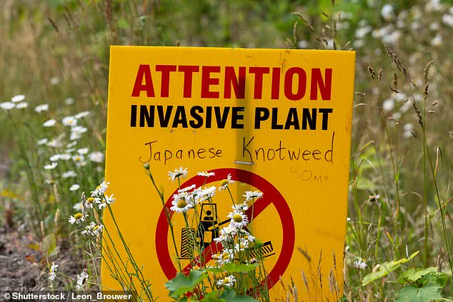 Japanese Knotweed Not the Only Invasive Threat, Experts Warn