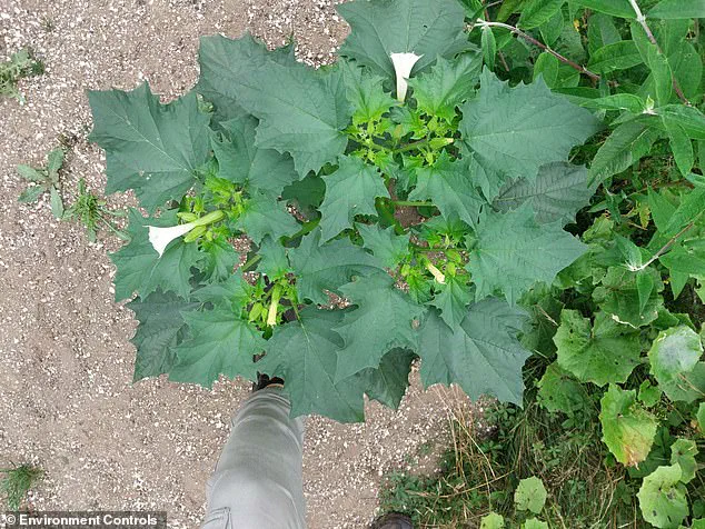 Japanese Knotweed Not the Only Invasive Threat, Experts Warn