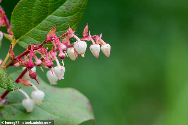 Japanese Knotweed Not the Only Invasive Threat, Experts Warn