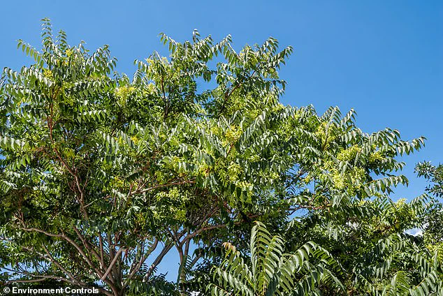 Japanese Knotweed Not the Only Invasive Threat, Experts Warn