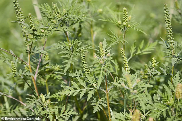 Japanese Knotweed Not the Only Invasive Threat, Experts Warn