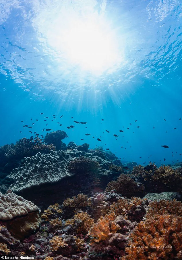 Alarming Collapse of Panama Pacific Upwelling Threatens Marine Ecosystems and Livelihoods