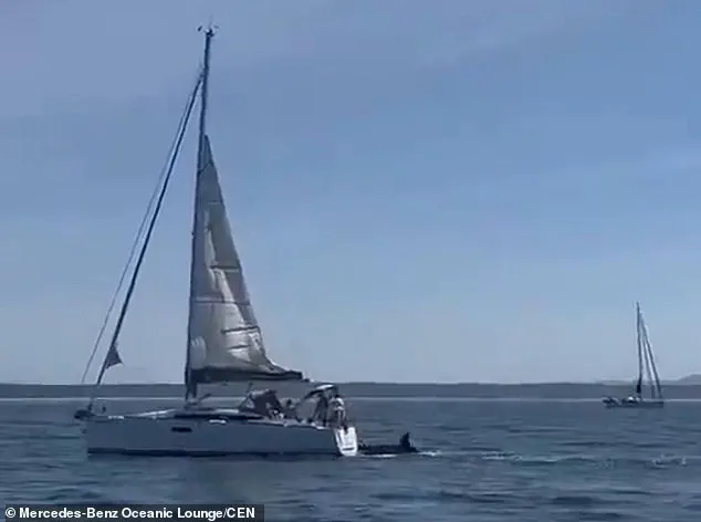 Killer Whale Attacks on Tourist Boats in Portugal Spark Calls for Stricter Marine Regulations