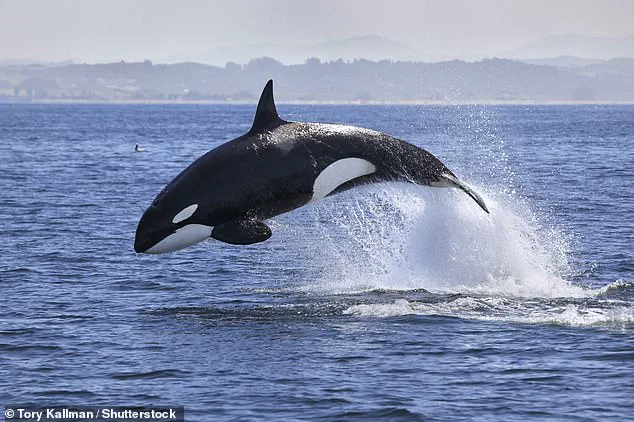 Killer Whale Attacks on Tourist Boats in Portugal Spark Calls for Stricter Marine Regulations