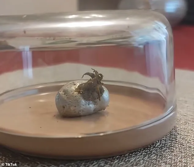 Man Known as 'Kin' Claims Discovery of Alien-Like Organism in Panama Meteorite, Sparking Global Debate – 'I Witnessed an Alien Growing,' Says Viewer