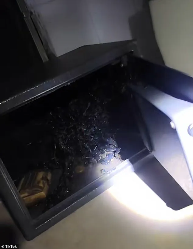 Man Known as 'Kin' Claims Discovery of Alien-Like Organism in Panama Meteorite, Sparking Global Debate – 'I Witnessed an Alien Growing,' Says Viewer