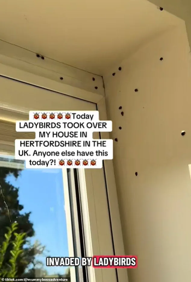 Exclusive Access: The Hidden Truth Behind the Ladybird Invasion