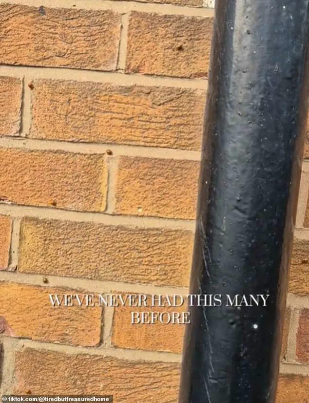 Exclusive Access: The Hidden Truth Behind the Ladybird Invasion