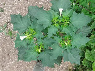 Exclusive Access: The Hidden Truth Behind the Ladybird Invasion