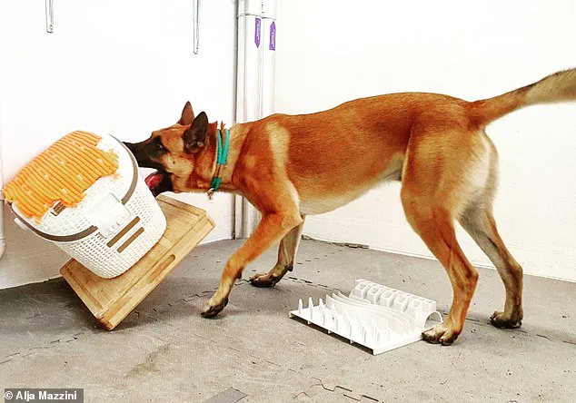 Exclusive Study Reveals Surprising Link Between Dogs' Toy Obsession and Human-Style Addiction