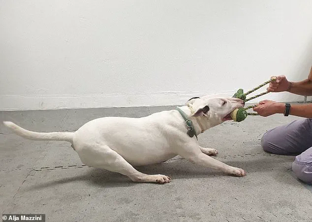 Exclusive Study Reveals Surprising Link Between Dogs' Toy Obsession and Human-Style Addiction