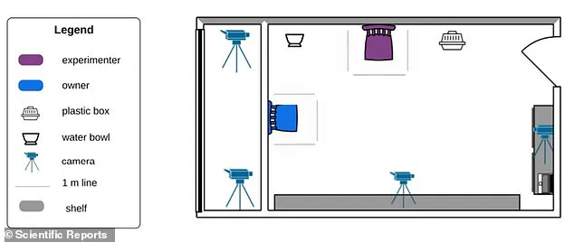 Exclusive Study Reveals Surprising Link Between Dogs' Toy Obsession and Human-Style Addiction