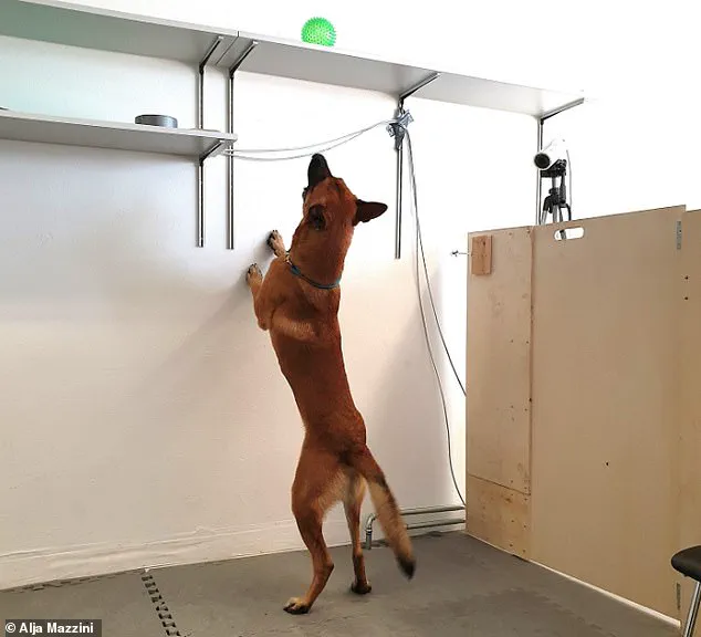 Exclusive Study Reveals Surprising Link Between Dogs' Toy Obsession and Human-Style Addiction