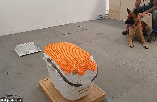 Exclusive Study Reveals Surprising Link Between Dogs' Toy Obsession and Human-Style Addiction