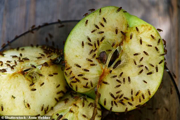 ‘Where Are They All Coming From?’ Brits Baffled by Fruit Fly Invasion That Persists Into Autumn