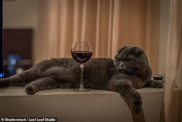 Pet-Friendly Wines with Catnip Introduced, Raising Questions About Pet Health and Consumer Trends