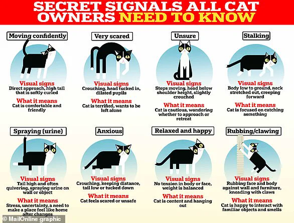 Pet-Friendly Wines with Catnip Introduced, Raising Questions About Pet Health and Consumer Trends