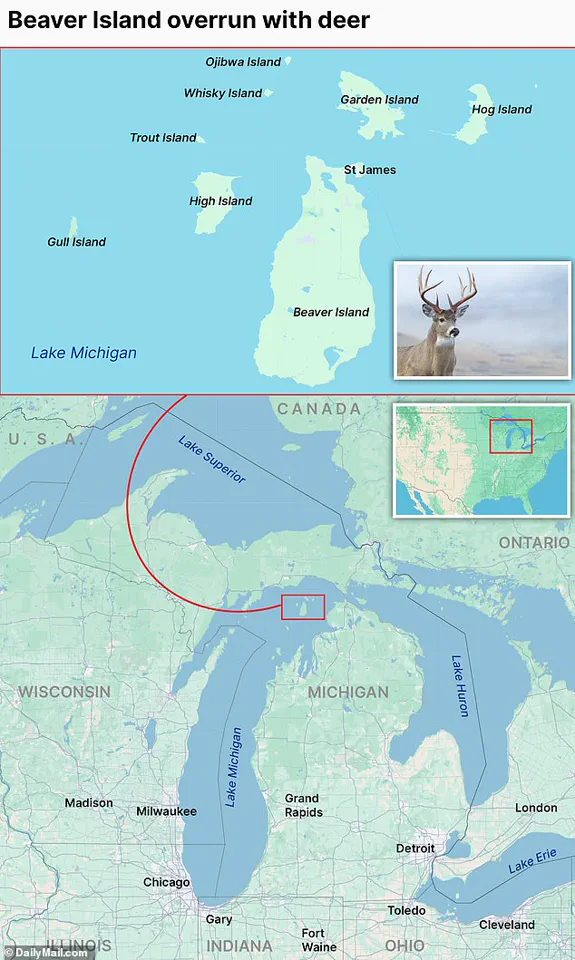 Residents of Beaver Island Sound Alarm: Deer Overpopulation Threatens Unique Ecosystem