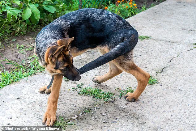Hidden Risks: Certain Dog Breeds Face Higher Susceptibility to Tail Injuries, Study Reveals