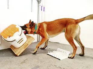 Hidden Risks: Certain Dog Breeds Face Higher Susceptibility to Tail Injuries, Study Reveals