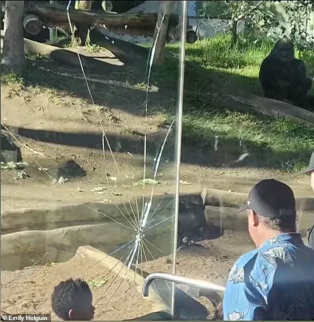 Urgent: San Diego Zoo Gorilla Shatters Glass Barrier in Sudden Outburst