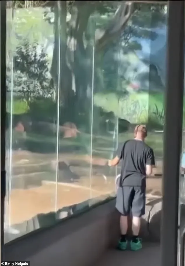 Urgent: San Diego Zoo Gorilla Shatters Glass Barrier in Sudden Outburst