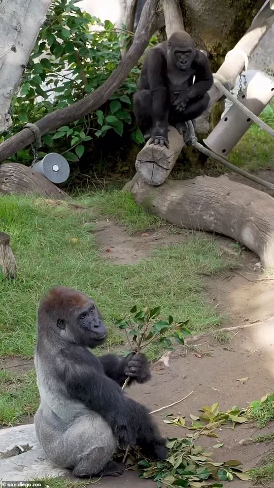 Urgent: San Diego Zoo Gorilla Shatters Glass Barrier in Sudden Outburst