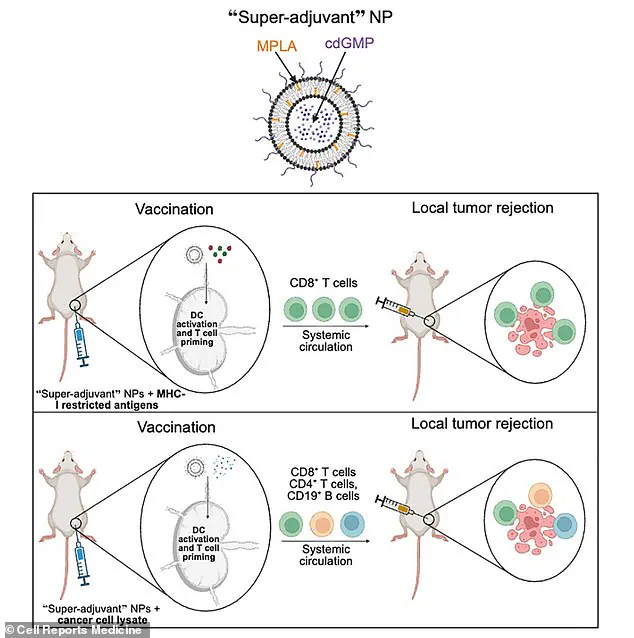 Breakthrough in Cancer Prevention: Researchers Develop 'Super Vaccine' Targeting Multiple Aggressive Cancers