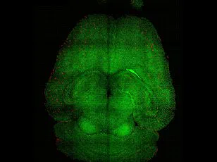 Breakthrough in Cancer Prevention: Researchers Develop 'Super Vaccine' Targeting Multiple Aggressive Cancers