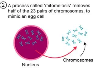 Unveiling the Hidden Bias: IVF Innovation, Data Privacy, and Gender Outcomes