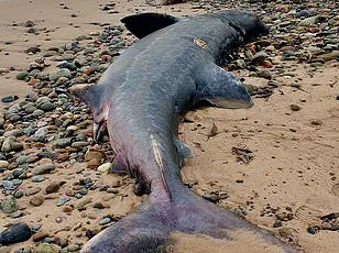 Urgent Warning: Toxic Plastic Pellets Inundate Camber Sands Beach, Threatening Pets and Wildlife